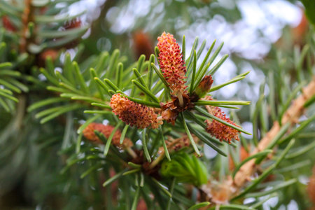 Branch of a pine tree with young cones and buds close up. Young shoots and flowers on a coniferous tree. Conifer close-up of a branch.の写真素材