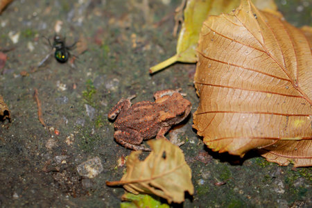 A still very young common toad, a bufo bufo in a wet ditch.の写真素材