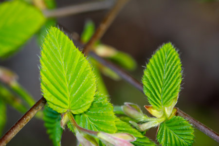 Close-up of young green leaves on a tree branch in spring. The fresh young shoots, spring leaves of trees.の写真素材