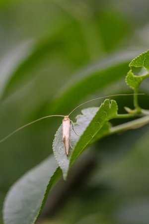 Close-up of a longhorn moth on the leaf of a bush.の写真素材