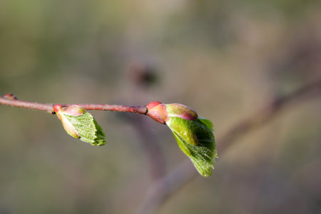 Young leaves on a branch of a tree in early spring. Macro. The fresh young shoots, spring leaves of trees.の写真素材