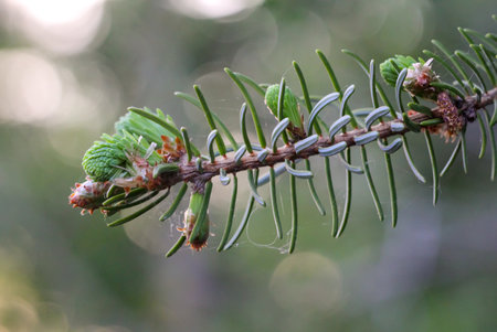 Branch of a spruce with young cones on a blurred background. Young shoots and flowers on a coniferous tree. Conifer close-up of a branch.の写真素材