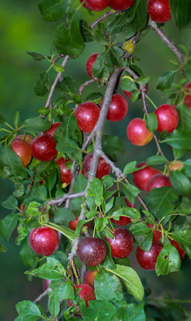 On a branch of a fruit tree hang many ripe fruits in late summer, plums, mirabelles or the like.の写真素材