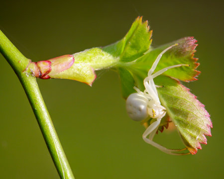 A variable crab spider, Misumena vatia, perches on a young shoot of a plant.の写真素材