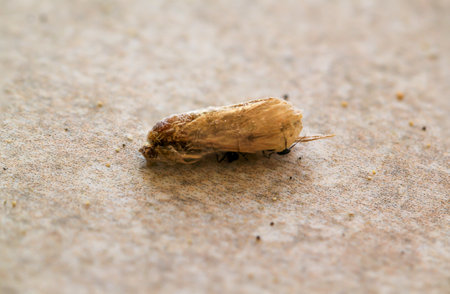 The remains of a butterfly native to Fuerteventura.の写真素材