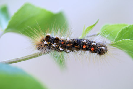 Caterpillar on a green leaf, close-up of photo. The caterpillar of a gold after on a plant. A butterfly caterpillar with many hairs.の写真素材