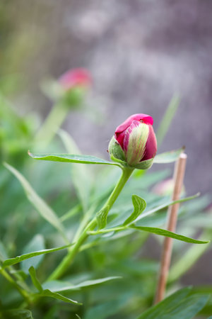 Peony bud in the garden. Shallow depth of field. A portrait of a peony blossom. A beautiful red blossom.の写真素材