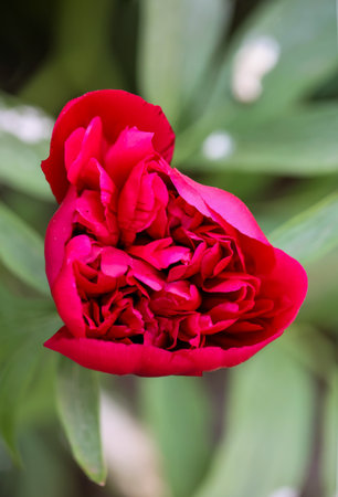 Beautiful red peony flower blooming in the garden, stock photo. A portrait of a peony blossom. A beautiful red blossom.の写真素材
