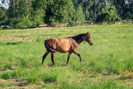 Horse grazing in a green meadow in the summer sunny day. A horse, a herd of horses grazing in a paddock.の写真素材