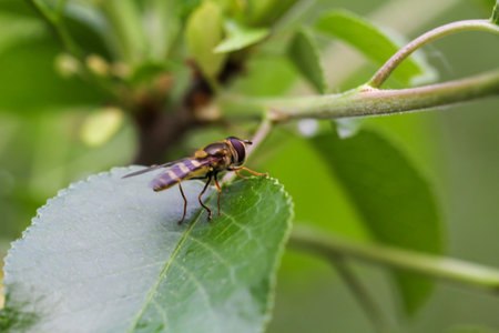 Syrphidae insect on green leaf in the nature or in the garden. A portrait of a hoverfly on a leaf.の写真素材