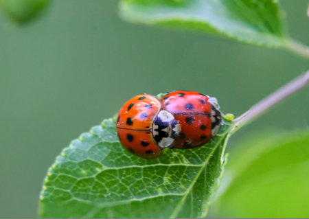 Two ladybirds mating on a leaf of a tree.の写真素材