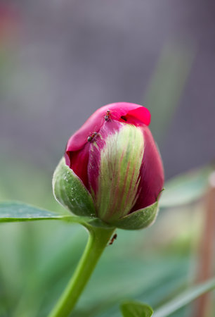 Red rose bud in the garden. Shallow depth of field. A portrait of a peony blossom. A beautiful red blossom.の写真素材