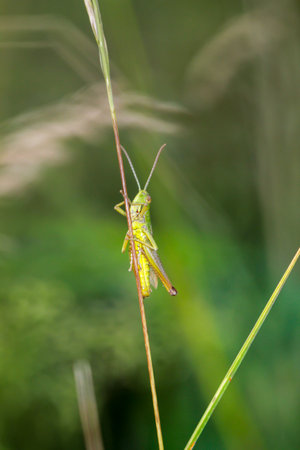 Grasshopper on a blade of grass in the nature. A cricket, a grasshopper on a plant in a meadow.の写真素材