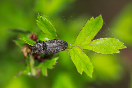 A mouse gray click beetle, Agrypnus murina, sitting on a leaf.の写真素材