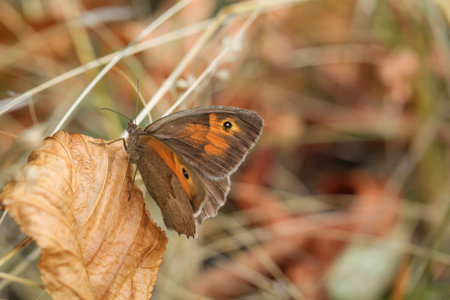 A large bulls eye (Maniola jurtina) on a grass plant.の写真素材