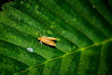 A fruit tree red moth on a leaf of a tree.の写真素材