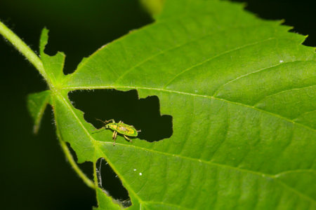 A silky glossy weevil, Polydrusus formosus in a eaten hole on a leaf.
