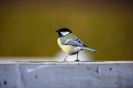 Great tit, Parus Major, single bird on fence, Warwickshire. A great tit sits on a wall on the way to...