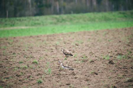 A buzzard was looking for mice and other animals in a freshly plowed field.の写真素材