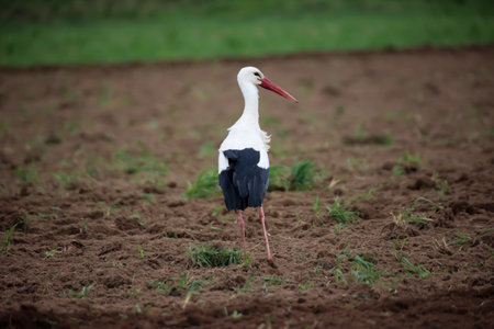 A White Stork, Ciconidae searches for mice and other animals in a freshly plowed field.の写真素材