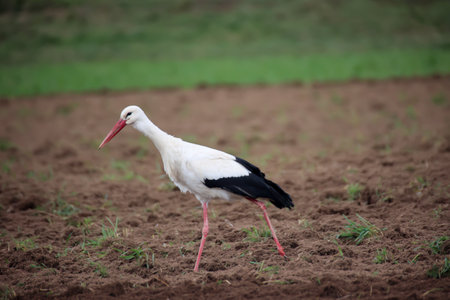 A White Stork, Ciconidae searches for mice and other animals in a freshly plowed field.の写真素材