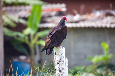 Turkey vulture on a pole in the garden,A turkey vulture (Cathartes aura) in Cuba. Portrait of a vulture.の写真素材