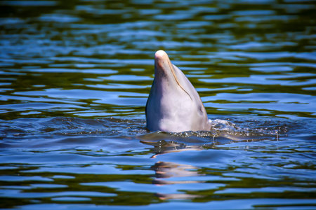 A group of dolphins in a bay with mangrove trees, dolphins.の写真素材