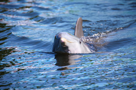 Dolphin swimming in the water, close-up of head. A group of dolphins in a bay with mangrove trees, dolphins.の写真素材