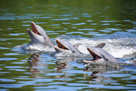 Dolphins swimming in the water. Bottlenose dolphin. Bottlenose dolphin. A group of dolphins in a bay with mangrove trees, dolphins.の写真素材