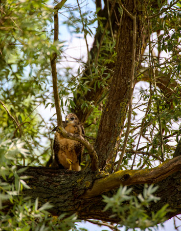 Portrait of a young buzzard sitting on a branch.