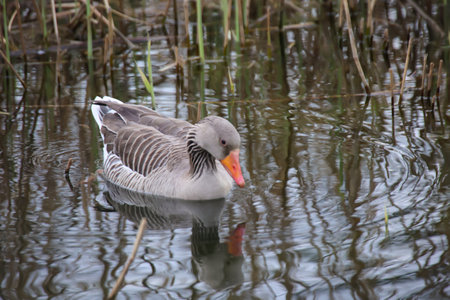 Greylag goose (Anser anser) swimming in a lake. A family of greylag geese on the edge of a village pond.の写真素材
