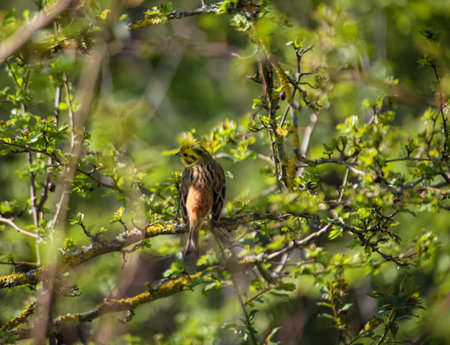 Portrait, close-up of a yellowhammer in sunlight.の写真素材