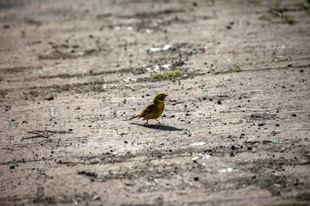 Portrait, close-up of a yellowhammer in sunlight.の写真素材