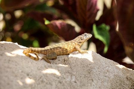 Lizard on a rock in the sun in the tropics. A spotted lizard with a curled tail in Cuba.の写真素材