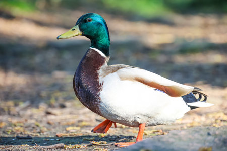 Male mallard duck (Anas platyrhynchos). A male mallard at the edge of a pond.の写真素材
