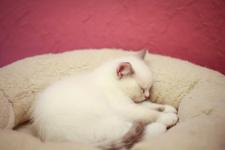 Portrait of a small British Longhair cat. Close-up of a kitten.の写真素材