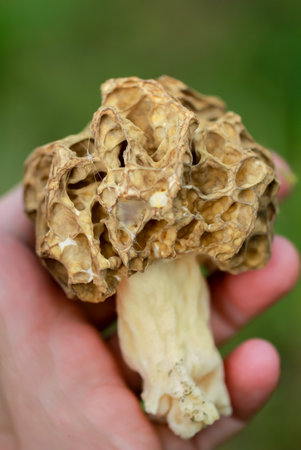 Details of a morel. Morels are mushrooms.の写真素材
