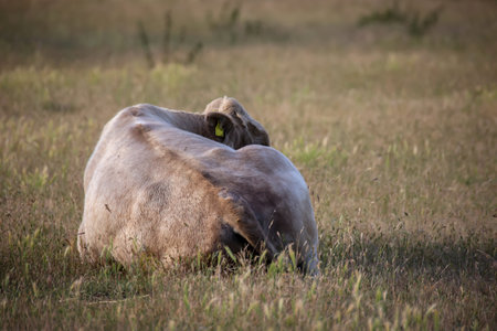 A cow, a calf on a pasture, a meadow.の写真素材