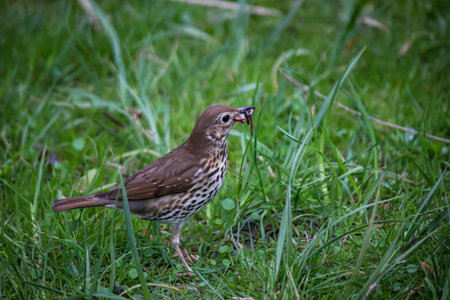 Song thrush (Turdus philomelos) on the grass. A song thrush in search of earthworms for its offspring.の写真素材
