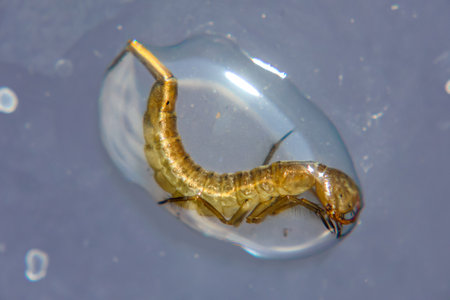 In a drop of water there is a still very small larva of a dragonfly.の写真素材