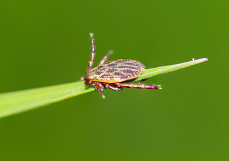 A tick, a wood tick on a piece of grass.の写真素材
