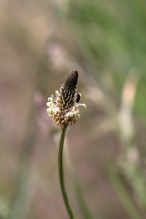 The flower of the ribwort plantain.の写真素材