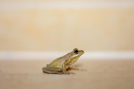 Photograph of a Cuban tree frog.の写真素材