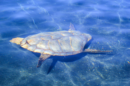 Sea turtle swims in the blue water of the Mediterranean Sea.の写真素材