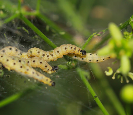 Many peony butterflies in a net on a bush.の写真素材