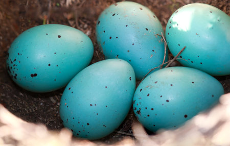 Five blue eggs of a song thrush lie in a bird's nest.の写真素材