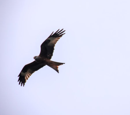 Red kite (Milvus milvus) in flight. A red kite in the sky.の写真素材