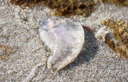 A stranded jellyfish, or even the remains of a Portuguese galley.の写真素材