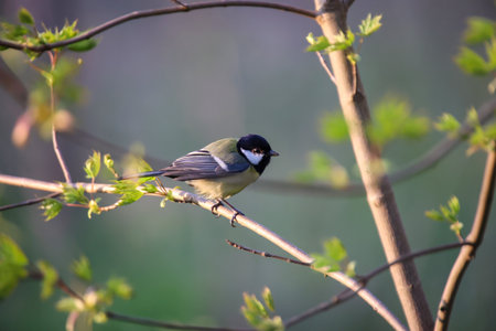Great Tit, Parus major, single bird on branch, Warwickshireの写真素材