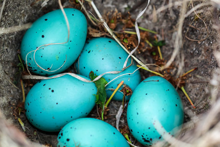 Five blue eggs of a song thrush lie in a bird's nest.の写真素材